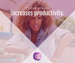 Pruning actually increases productivity.